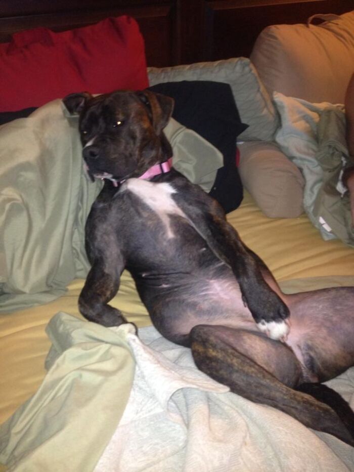 Hey Pandas, If Your Dog Was On A Dating Site, What Would Its Profile Pic Be? (Closed) Hey Pandas, If Your Dog Was On A Dating Site, What Would Its Profile Pic Be? (Closed)