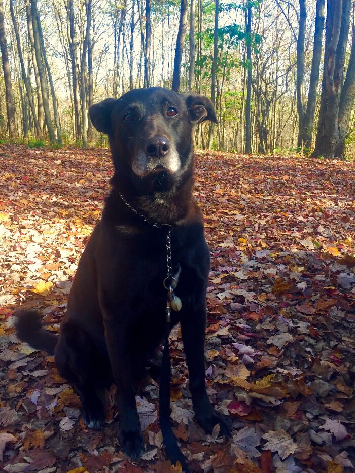 Hey Pandas, If Your Dog Was On A Dating Site, What Would Its Profile Pic Be? (Closed) Hey Pandas, If Your Dog Was On A Dating Site, What Would Its Profile Pic Be? (Closed)