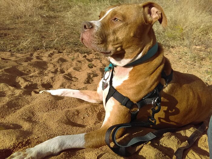 Hey Pandas, If Your Dog Was On A Dating Site, What Would Its Profile Pic Be? (Closed) Hey Pandas, If Your Dog Was On A Dating Site, What Would Its Profile Pic Be? (Closed)