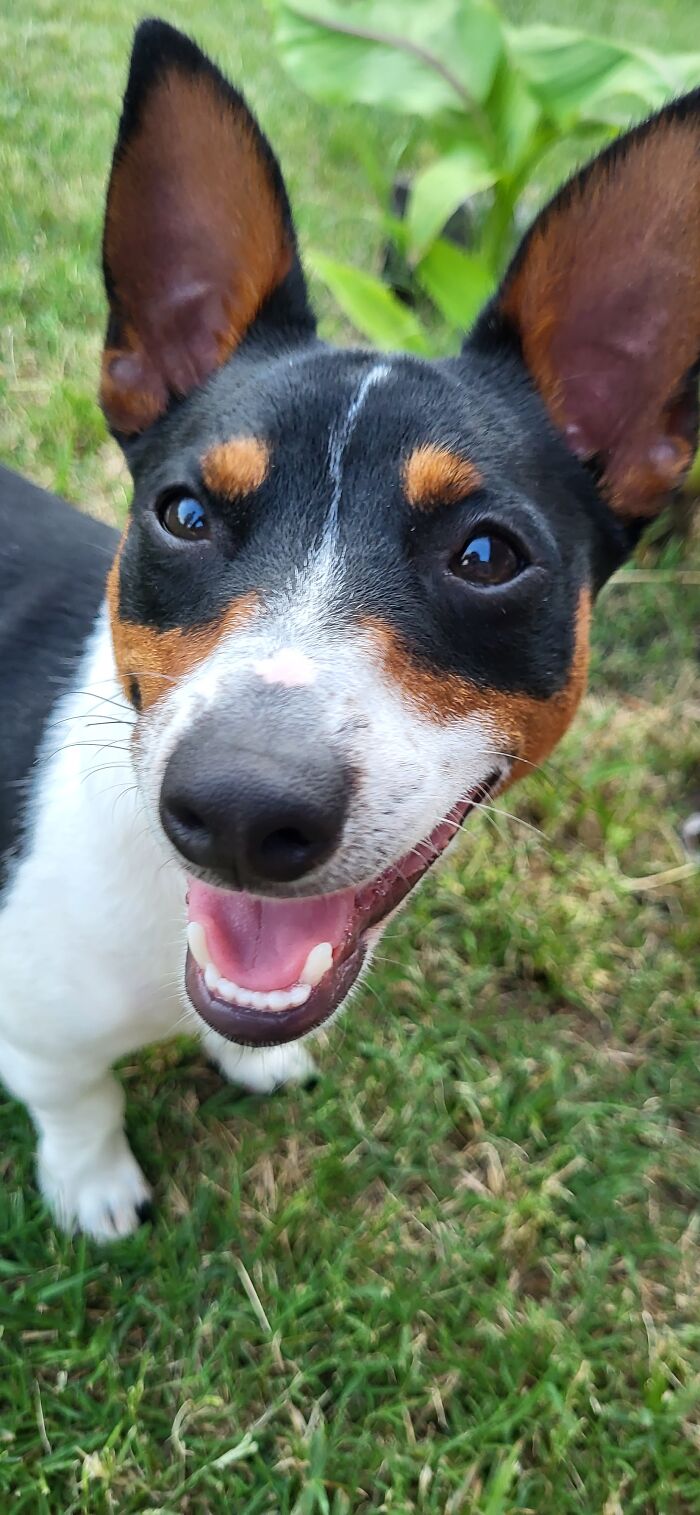 Hey Pandas, If Your Dog Was On A Dating Site, What Would Its Profile Pic Be? (Closed) Hey Pandas, If Your Dog Was On A Dating Site, What Would Its Profile Pic Be? (Closed)