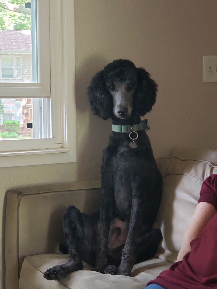 Hey Pandas, If Your Dog Was On A Dating Site, What Would Its Profile Pic Be? (Closed) Hey Pandas, If Your Dog Was On A Dating Site, What Would Its Profile Pic Be? (Closed)