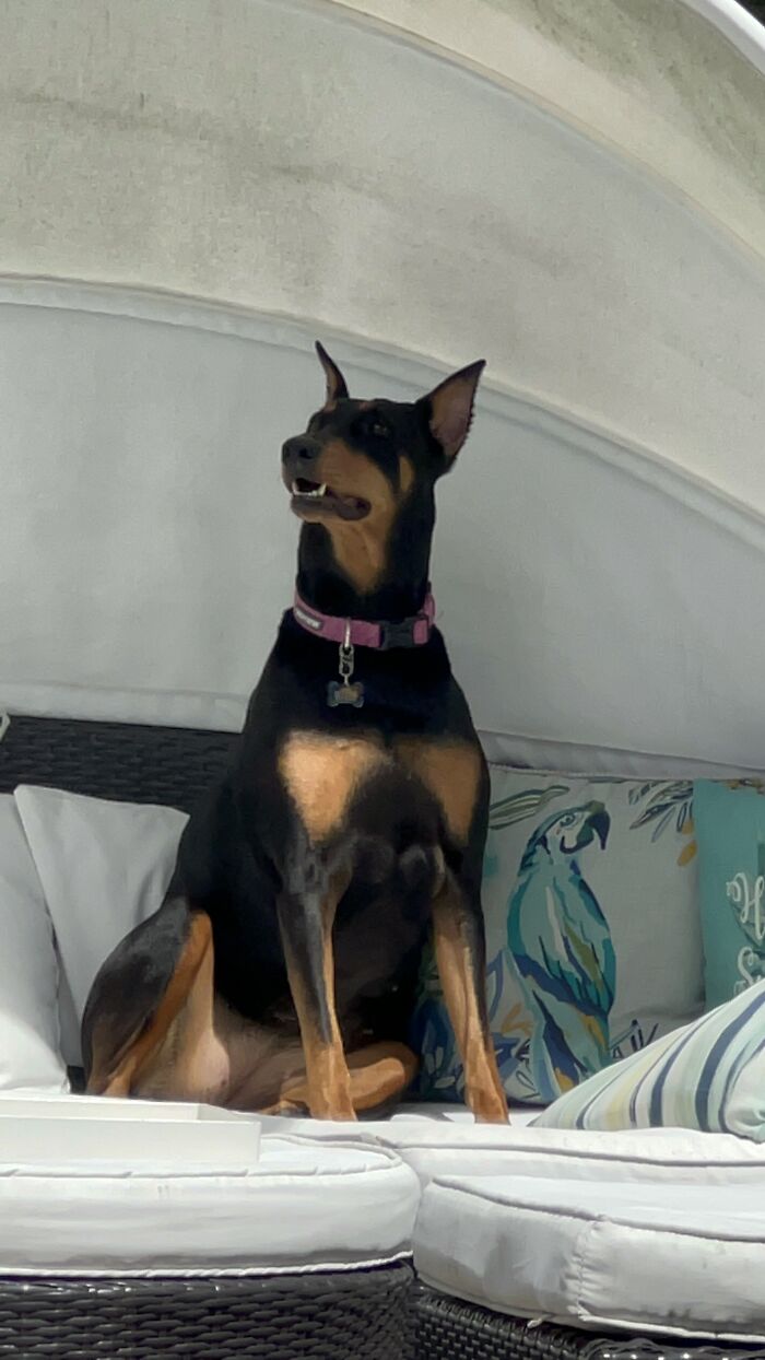 Hey Pandas, If Your Dog Was On A Dating Site, What Would Its Profile Pic Be? (Closed) Hey Pandas, If Your Dog Was On A Dating Site, What Would Its Profile Pic Be? (Closed)