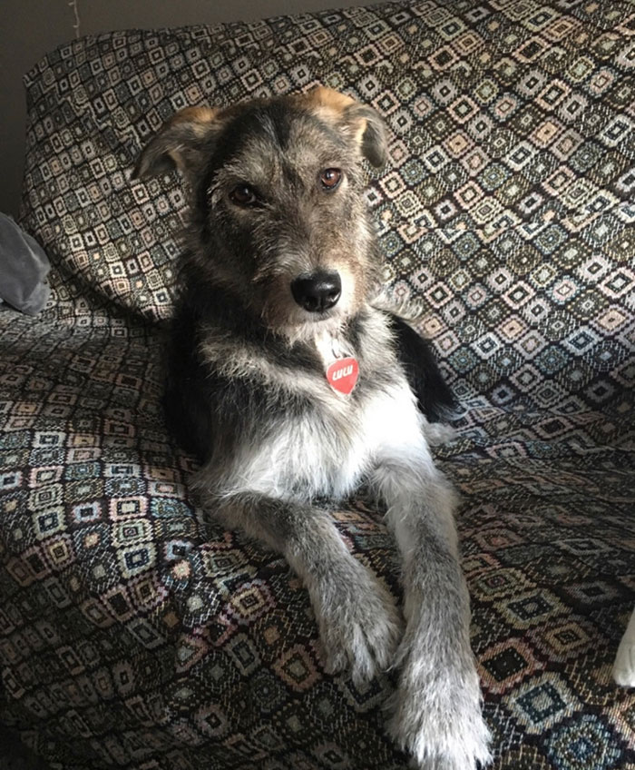 Hey Pandas, If Your Dog Was On A Dating Site, What Would Its Profile Pic Be? (Closed) Hey Pandas, If Your Dog Was On A Dating Site, What Would Its Profile Pic Be? (Closed)