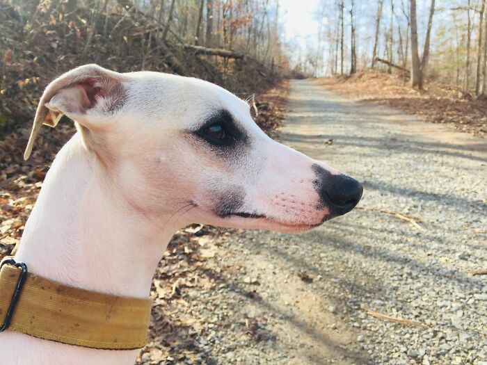 Hey Pandas, If Your Dog Was On A Dating Site, What Would Its Profile Pic Be? (Closed) Hey Pandas, If Your Dog Was On A Dating Site, What Would Its Profile Pic Be? (Closed)