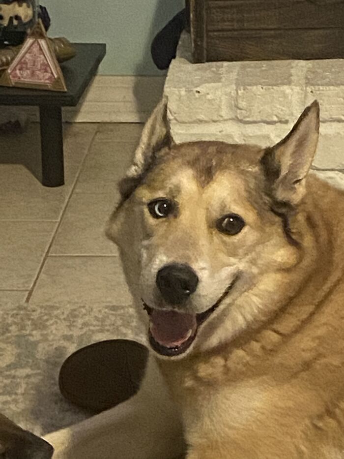 Hey Pandas, If Your Dog Was On A Dating Site, What Would Its Profile Pic Be? (Closed) Hey Pandas, If Your Dog Was On A Dating Site, What Would Its Profile Pic Be? (Closed)