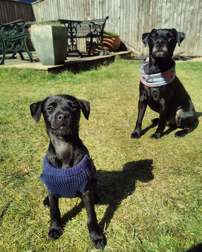 Hey Pandas, If Your Dog Was On A Dating Site, What Would Its Profile Pic Be? (Closed) Hey Pandas, If Your Dog Was On A Dating Site, What Would Its Profile Pic Be? (Closed)