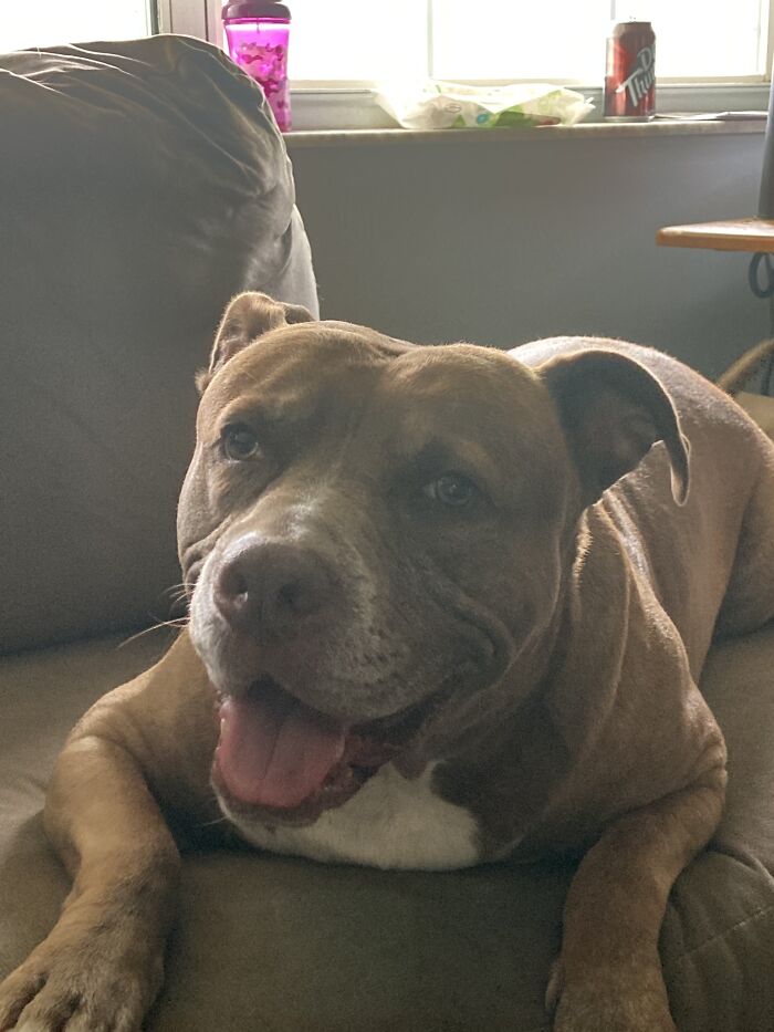 Hey Pandas, If Your Dog Was On A Dating Site, What Would Its Profile Pic Be? (Closed) Hey Pandas, If Your Dog Was On A Dating Site, What Would Its Profile Pic Be? (Closed)