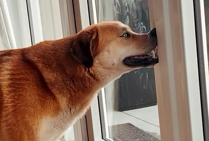 Hey Pandas, If Your Dog Was On A Dating Site, What Would Its Profile Pic Be? (Closed) Hey Pandas, If Your Dog Was On A Dating Site, What Would Its Profile Pic Be? (Closed)