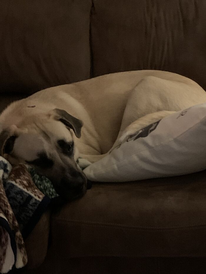 Hey Pandas, If Your Dog Was On A Dating Site, What Would Its Profile Pic Be? (Closed) Hey Pandas, If Your Dog Was On A Dating Site, What Would Its Profile Pic Be? (Closed)