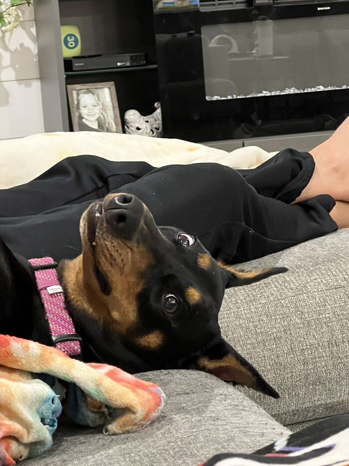 Hey Pandas, If Your Dog Was On A Dating Site, What Would Its Profile Pic Be? (Closed) Hey Pandas, If Your Dog Was On A Dating Site, What Would Its Profile Pic Be? (Closed)