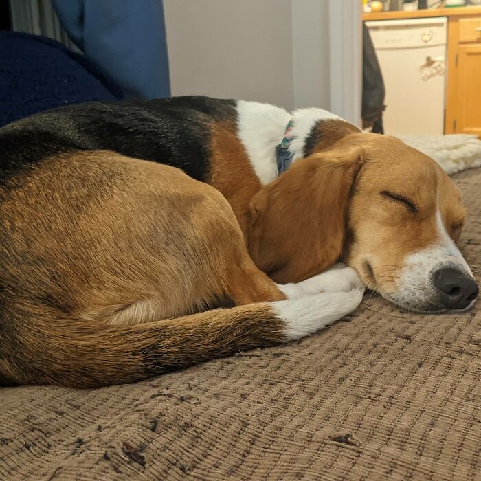 Hey Pandas, If Your Dog Was On A Dating Site, What Would Its Profile Pic Be? (Closed) Hey Pandas, If Your Dog Was On A Dating Site, What Would Its Profile Pic Be? (Closed)