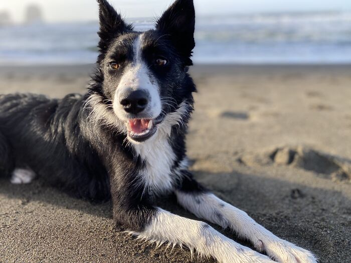 Hey Pandas, If Your Dog Was On A Dating Site, What Would Its Profile Pic Be? (Closed) Hey Pandas, If Your Dog Was On A Dating Site, What Would Its Profile Pic Be? (Closed)