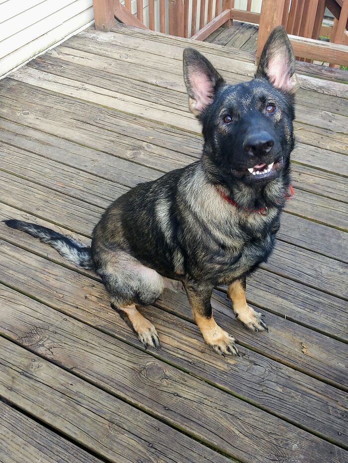 Hey Pandas, If Your Dog Was On A Dating Site, What Would Its Profile Pic Be? (Closed) Hey Pandas, If Your Dog Was On A Dating Site, What Would Its Profile Pic Be? (Closed)