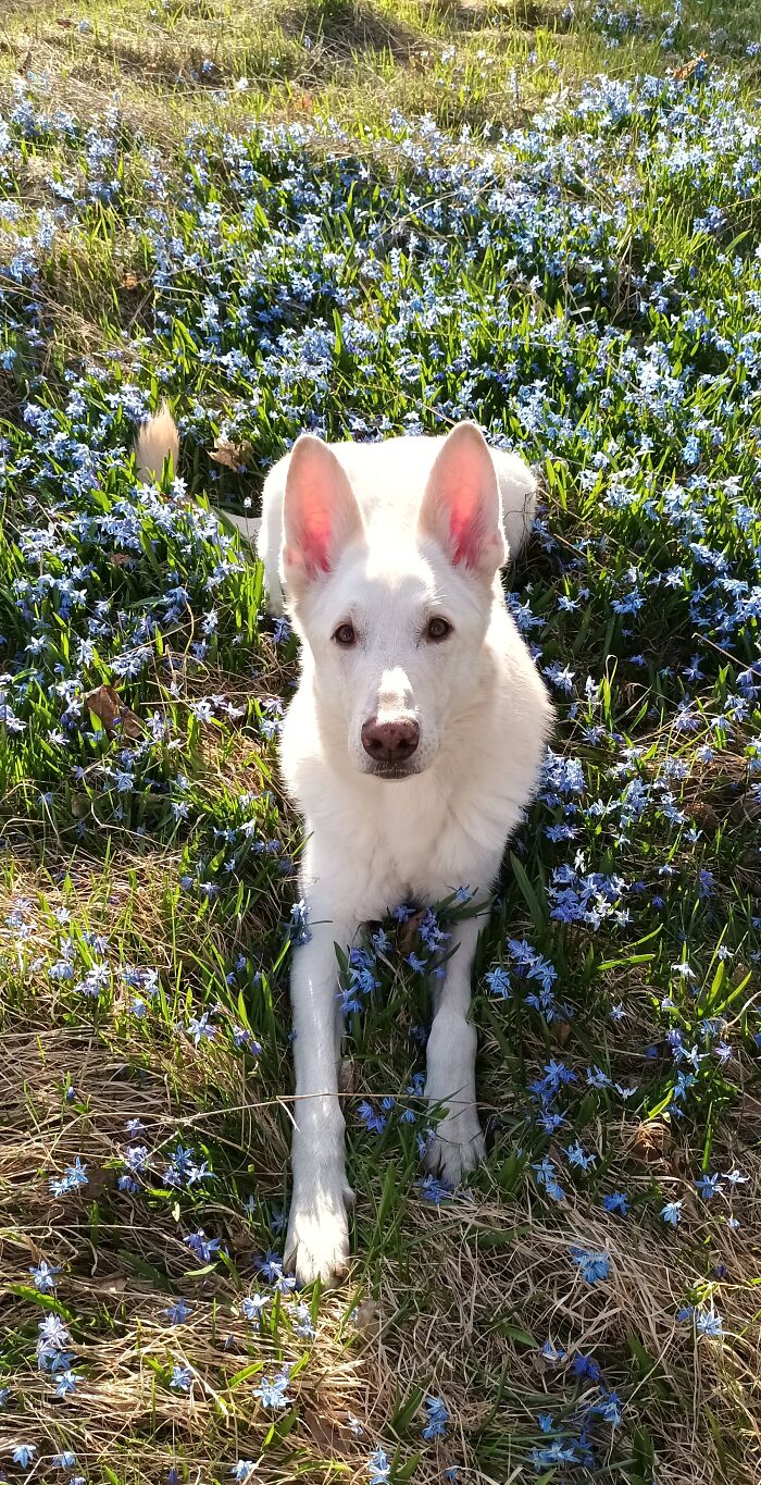 Hey Pandas, If Your Dog Was On A Dating Site, What Would Its Profile Pic Be? (Closed) Hey Pandas, If Your Dog Was On A Dating Site, What Would Its Profile Pic Be? (Closed)