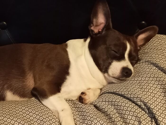 Hey Pandas, If Your Dog Was On A Dating Site, What Would Its Profile Pic Be? (Closed) Hey Pandas, If Your Dog Was On A Dating Site, What Would Its Profile Pic Be? (Closed)