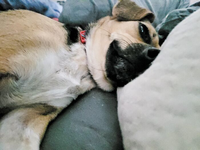 Hey Pandas, If Your Dog Was On A Dating Site, What Would Its Profile Pic Be? (Closed) Hey Pandas, If Your Dog Was On A Dating Site, What Would Its Profile Pic Be? (Closed)