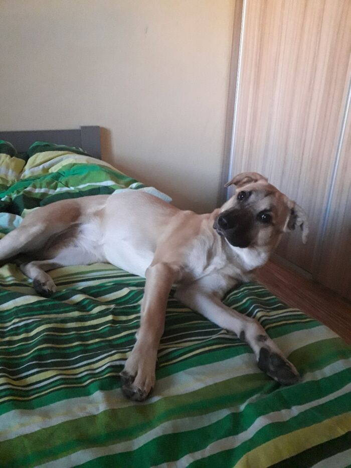 Hey Pandas, If Your Dog Was On A Dating Site, What Would Its Profile Pic Be? (Closed) Hey Pandas, If Your Dog Was On A Dating Site, What Would Its Profile Pic Be? (Closed)