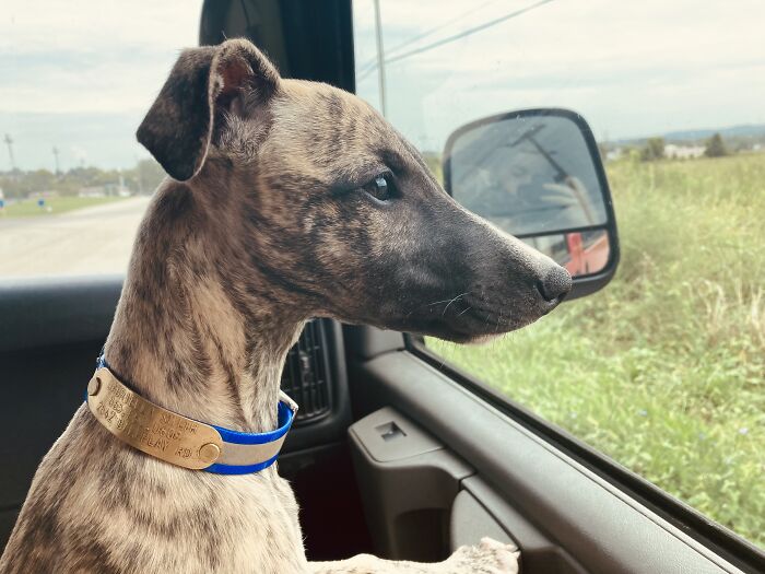 Hey Pandas, If Your Dog Was On A Dating Site, What Would Its Profile Pic Be? (Closed) Hey Pandas, If Your Dog Was On A Dating Site, What Would Its Profile Pic Be? (Closed)