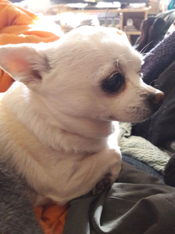 Hey Pandas, If Your Dog Was On A Dating Site, What Would Its Profile Pic Be? (Closed) Hey Pandas, If Your Dog Was On A Dating Site, What Would Its Profile Pic Be? (Closed)