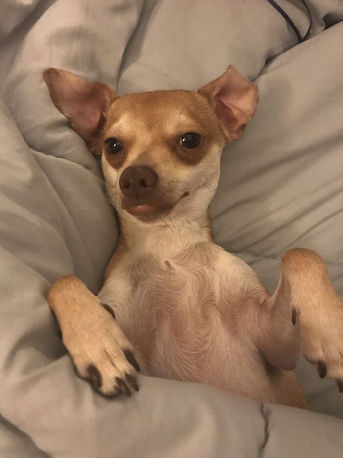 Hey Pandas, If Your Dog Was On A Dating Site, What Would Its Profile Pic Be? (Closed) Hey Pandas, If Your Dog Was On A Dating Site, What Would Its Profile Pic Be? (Closed)