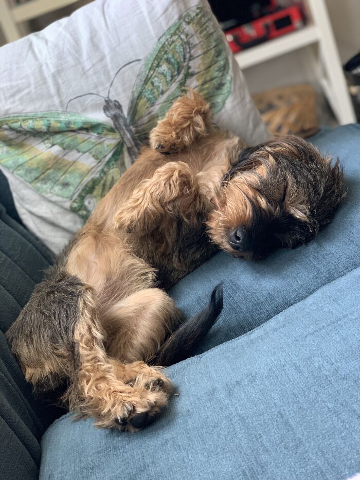 Hey Pandas, If Your Dog Was On A Dating Site, What Would Its Profile Pic Be? (Closed) Hey Pandas, If Your Dog Was On A Dating Site, What Would Its Profile Pic Be? (Closed)