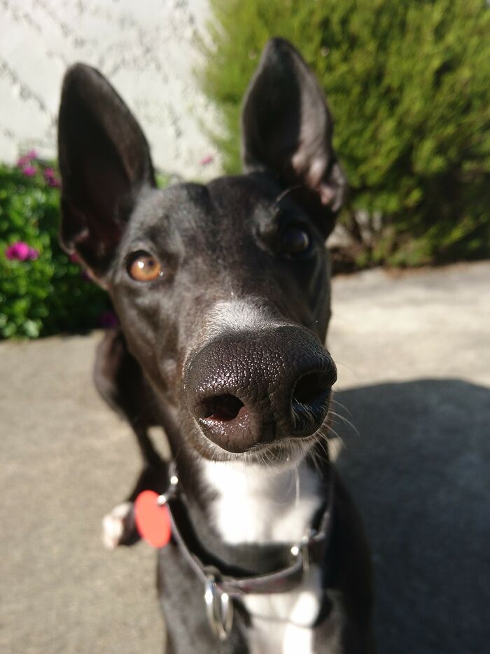 Hey Pandas, If Your Dog Was On A Dating Site, What Would Its Profile Pic Be? (Closed) Hey Pandas, If Your Dog Was On A Dating Site, What Would Its Profile Pic Be? (Closed)