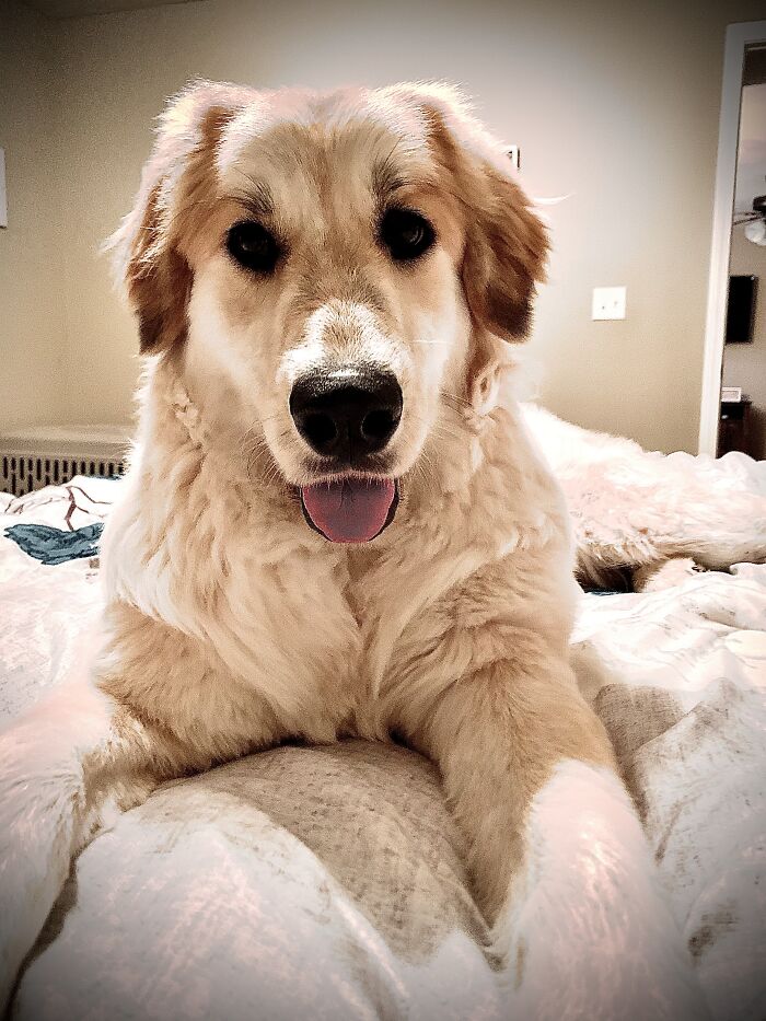 Hey Pandas, If Your Dog Was On A Dating Site, What Would Its Profile Pic Be? (Closed) Hey Pandas, If Your Dog Was On A Dating Site, What Would Its Profile Pic Be? (Closed)