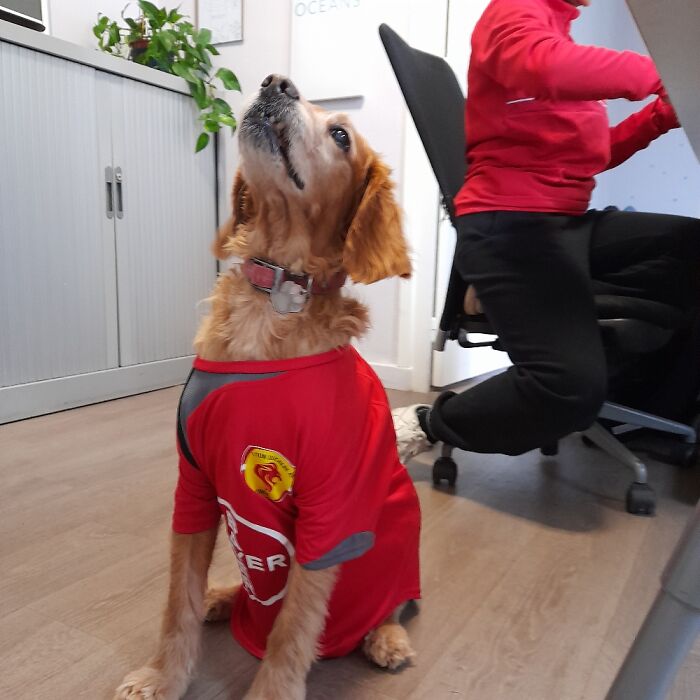 Hey Pandas, If Your Dog Was On A Dating Site, What Would Its Profile Pic Be? (Closed) Hey Pandas, If Your Dog Was On A Dating Site, What Would Its Profile Pic Be? (Closed)