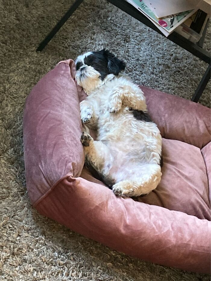 Hey Pandas, If Your Dog Was On A Dating Site, What Would Its Profile Pic Be? (Closed) Hey Pandas, If Your Dog Was On A Dating Site, What Would Its Profile Pic Be? (Closed)