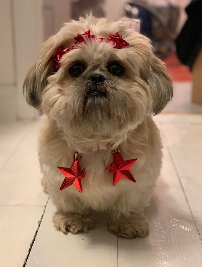 Hey Pandas, If Your Dog Was On A Dating Site, What Would Its Profile Pic Be? (Closed) Hey Pandas, If Your Dog Was On A Dating Site, What Would Its Profile Pic Be? (Closed)