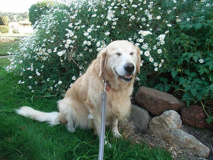 Hey Pandas, If Your Dog Was On A Dating Site, What Would Its Profile Pic Be? (Closed) Hey Pandas, If Your Dog Was On A Dating Site, What Would Its Profile Pic Be? (Closed)