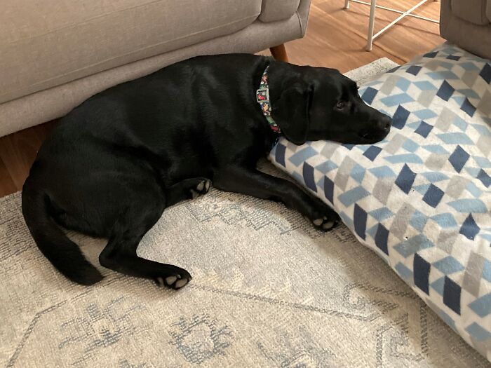 Hey Pandas, If Your Dog Was On A Dating Site, What Would Its Profile Pic Be? (Closed) Hey Pandas, If Your Dog Was On A Dating Site, What Would Its Profile Pic Be? (Closed)