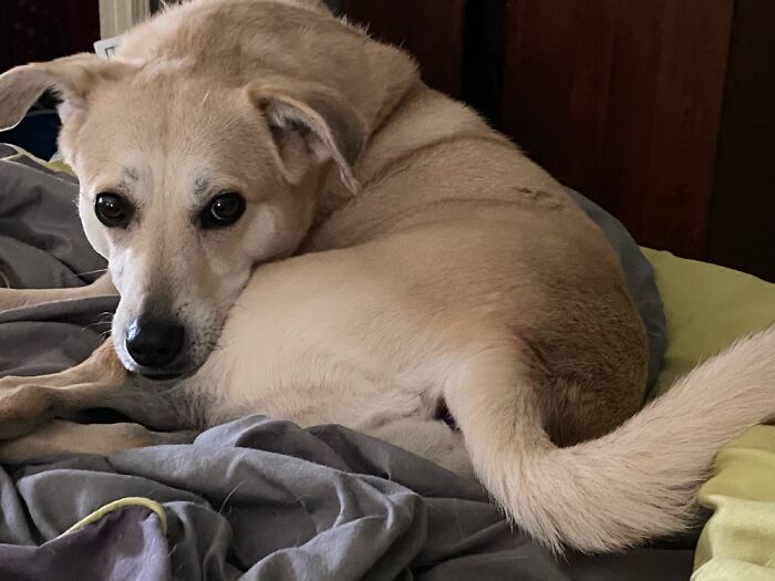 Hey Pandas, If Your Dog Was On A Dating Site, What Would Its Profile Pic Be? (Closed) Hey Pandas, If Your Dog Was On A Dating Site, What Would Its Profile Pic Be? (Closed)