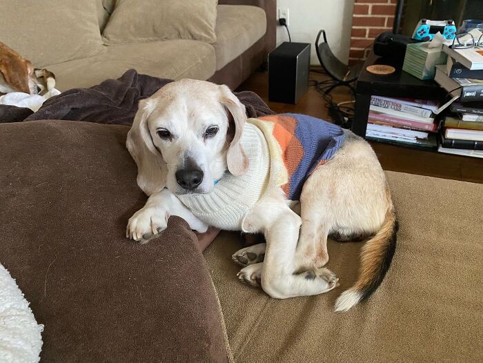 Hey Pandas, If Your Dog Was On A Dating Site, What Would Its Profile Pic Be? (Closed) Hey Pandas, If Your Dog Was On A Dating Site, What Would Its Profile Pic Be? (Closed)