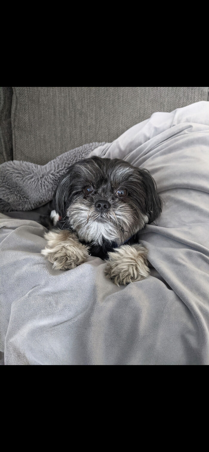 Hey Pandas, If Your Dog Was On A Dating Site, What Would Its Profile Pic Be? (Closed) Hey Pandas, If Your Dog Was On A Dating Site, What Would Its Profile Pic Be? (Closed)