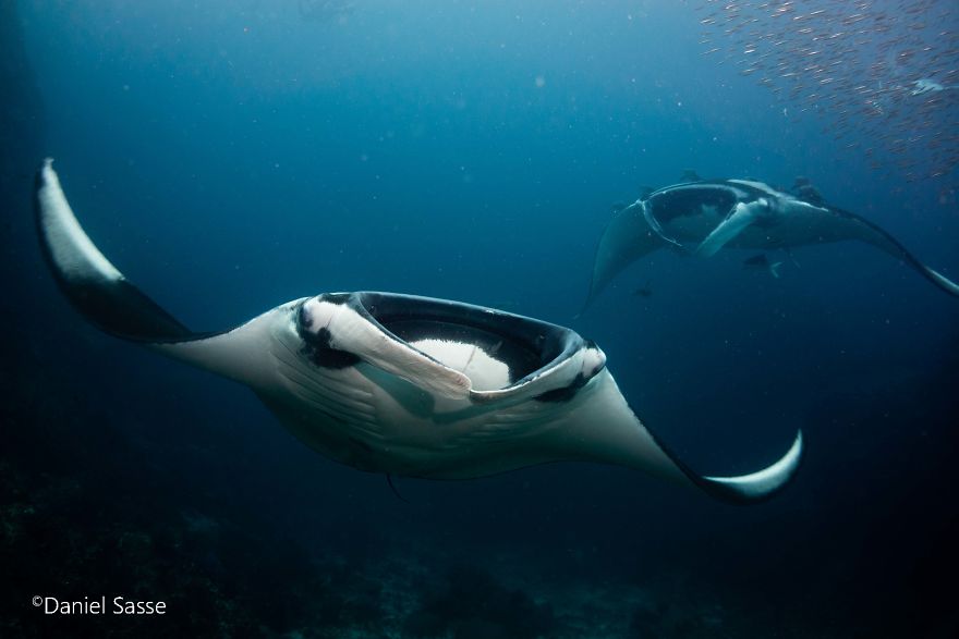 I Captured Endangered Manta Rays To Show How Beautiful And Fragile The Underwater World Is (21 Pics) I Captured Endangered Manta Rays To Show How Beautiful And Fragile The Underwater World Is (21 Pics)