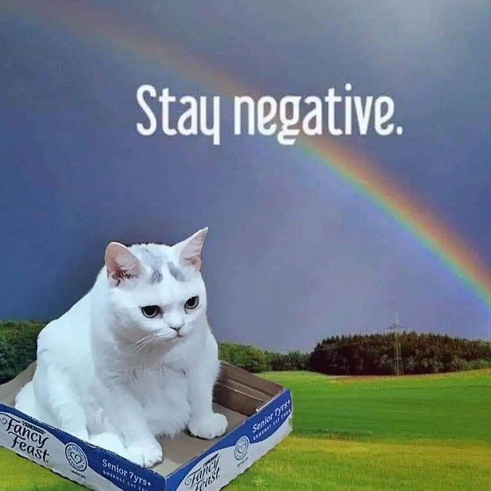 Sassiest Dwarf Kitten Comes Into Woman’s Home, Steals Her Heart And Becomes Internet Sensation Sassiest Dwarf Kitten Comes Into Woman’s Home, Steals Her Heart And Becomes Internet Sensation