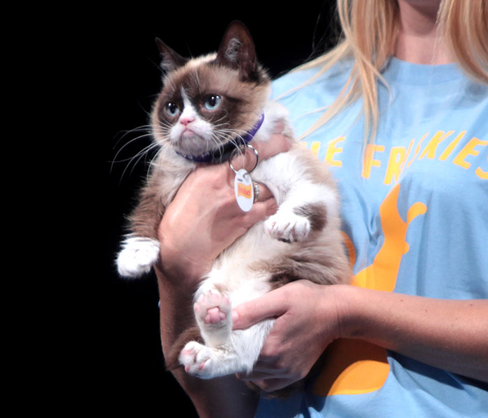 Sassiest Dwarf Kitten Comes Into Woman’s Home, Steals Her Heart And Becomes Internet Sensation Sassiest Dwarf Kitten Comes Into Woman’s Home, Steals Her Heart And Becomes Internet Sensation