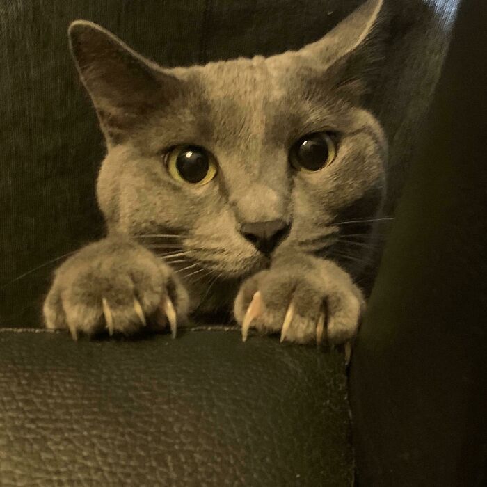 This Group Is Dedicated To Posting Pics Of Cats’ “Murder Mittens” And Here Are Their 50 Best Pics (New Pics) This Group Is Dedicated To Posting Pics Of Cats’ “Murder Mittens” And Here Are Their 50 Best Pics (New Pics)