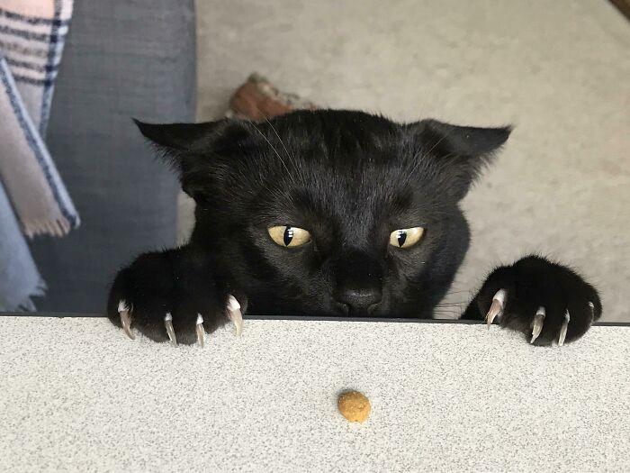 This Group Is Dedicated To Posting Pics Of Cats’ “Murder Mittens” And Here Are Their 50 Best Pics (New Pics) This Group Is Dedicated To Posting Pics Of Cats’ “Murder Mittens” And Here Are Their 50 Best Pics (New Pics)