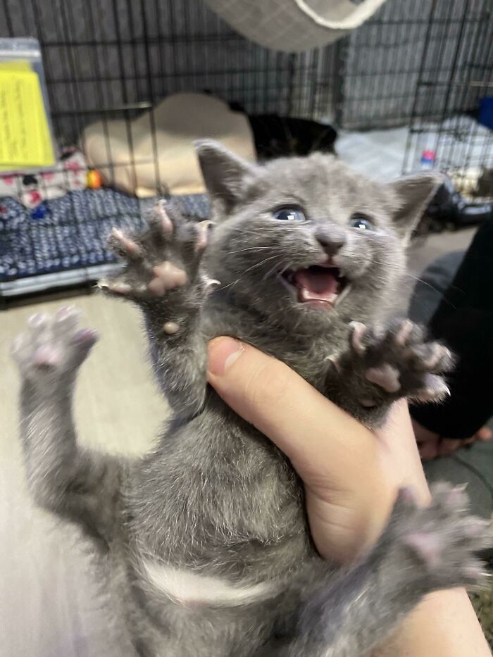 This Group Is Dedicated To Posting Pics Of Cats’ “Murder Mittens” And Here Are Their 50 Best Pics (New Pics) This Group Is Dedicated To Posting Pics Of Cats’ “Murder Mittens” And Here Are Their 50 Best Pics (New Pics)