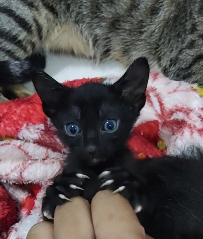 This Group Is Dedicated To Posting Pics Of Cats’ “Murder Mittens” And Here Are Their 50 Best Pics (New Pics) This Group Is Dedicated To Posting Pics Of Cats’ “Murder Mittens” And Here Are Their 50 Best Pics (New Pics)