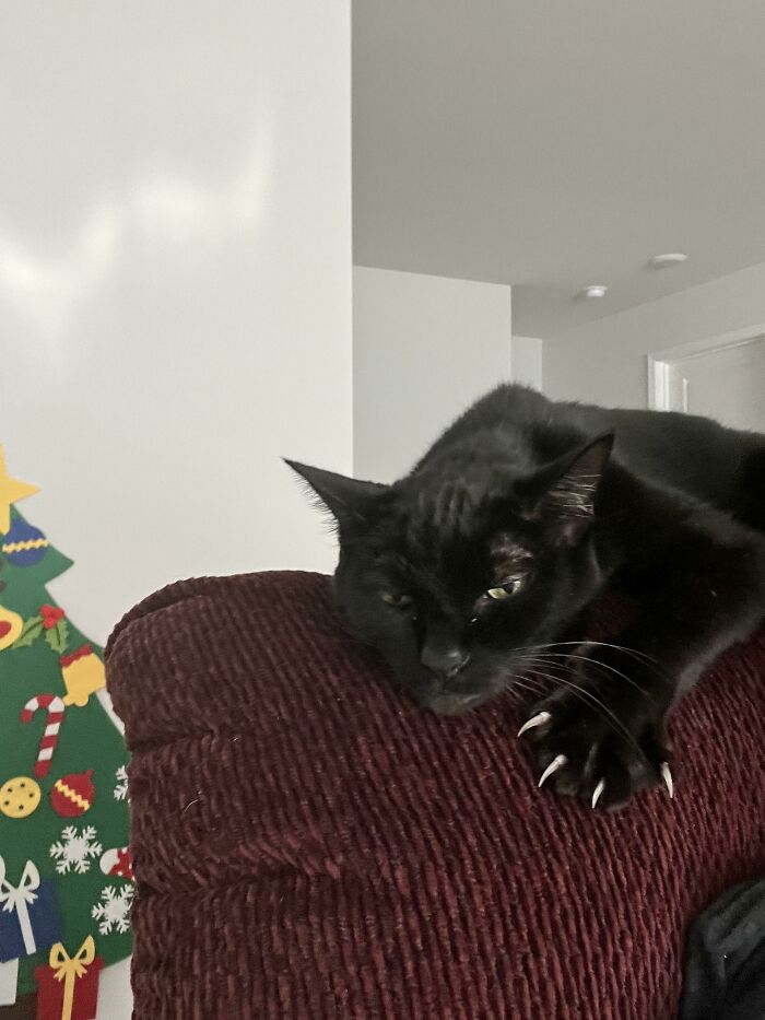 This Group Is Dedicated To Posting Pics Of Cats’ “Murder Mittens” And Here Are Their 50 Best Pics (New Pics) This Group Is Dedicated To Posting Pics Of Cats’ “Murder Mittens” And Here Are Their 50 Best Pics (New Pics)