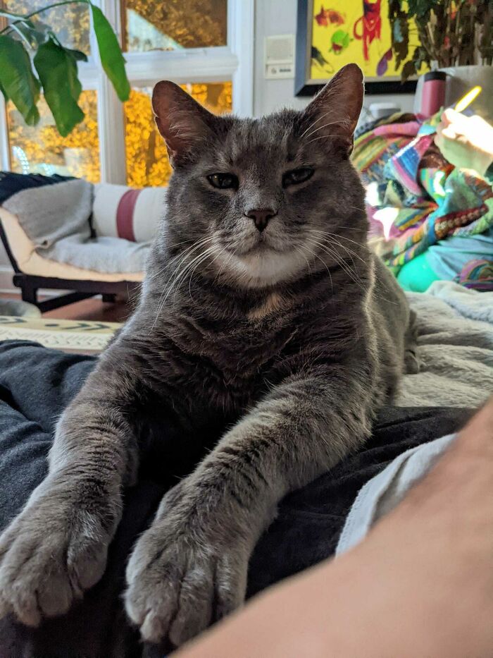 This Group Is Dedicated To Posting Pics Of Cats’ “Murder Mittens” And Here Are Their 50 Best Pics (New Pics) This Group Is Dedicated To Posting Pics Of Cats’ “Murder Mittens” And Here Are Their 50 Best Pics (New Pics)