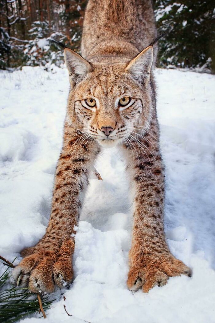 This Group Is Dedicated To Posting Pics Of Cats’ “Murder Mittens” And Here Are Their 50 Best Pics (New Pics) This Group Is Dedicated To Posting Pics Of Cats’ “Murder Mittens” And Here Are Their 50 Best Pics (New Pics)