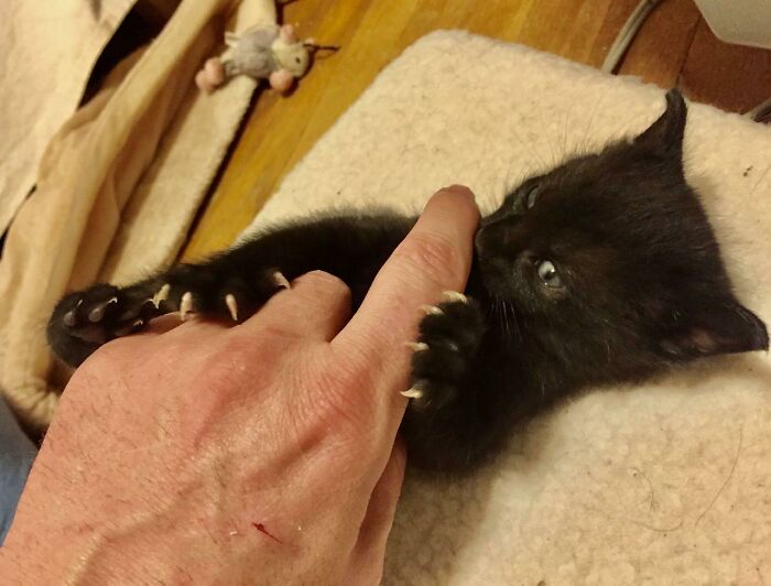 This Group Is Dedicated To Posting Pics Of Cats’ “Murder Mittens” And Here Are Their 50 Best Pics (New Pics) This Group Is Dedicated To Posting Pics Of Cats’ “Murder Mittens” And Here Are Their 50 Best Pics (New Pics)