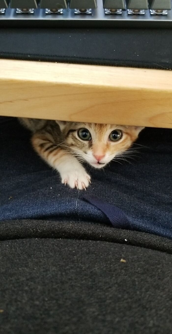 This Group Is Dedicated To Posting Pics Of Cats’ “Murder Mittens” And Here Are Their 50 Best Pics (New Pics) This Group Is Dedicated To Posting Pics Of Cats’ “Murder Mittens” And Here Are Their 50 Best Pics (New Pics)