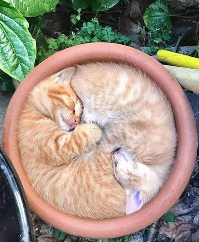 50 Times People Documented Animal ‘If I Fits, I Sits’ Examples In Real Life 50 Times People Documented Animal ‘If I Fits, I Sits’ Examples In Real Life