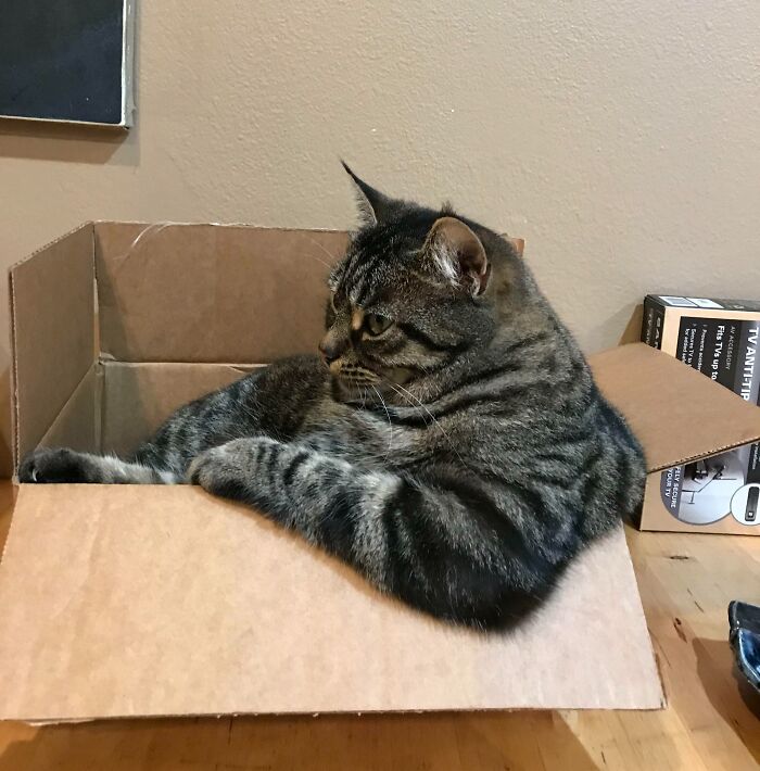 50 Times People Documented Animal ‘If I Fits, I Sits’ Examples In Real Life 50 Times People Documented Animal ‘If I Fits, I Sits’ Examples In Real Life