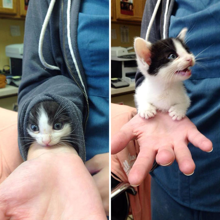 50 Times People Documented Animal ‘If I Fits, I Sits’ Examples In Real Life 50 Times People Documented Animal ‘If I Fits, I Sits’ Examples In Real Life